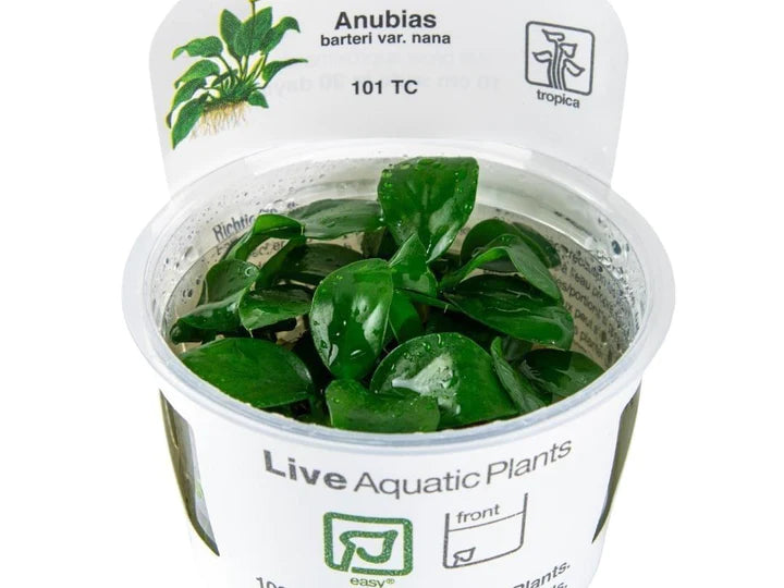 Anubias - Die robuste Aquarium Pflanze für Anfänger und Experten