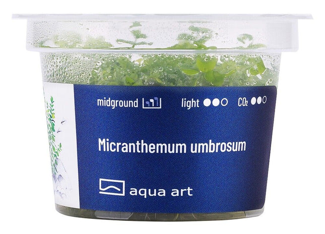 Micranthemum umbrosum - Aquarium Invitro Pflanze