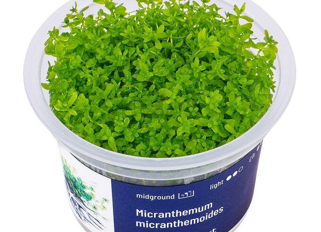 Micranthemum micranthemoides  - Aquarium Invitro Pflanze