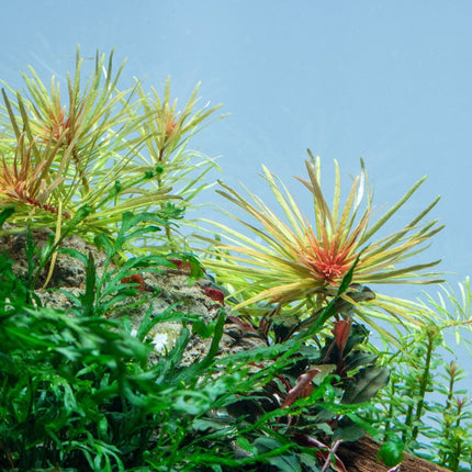 Ludwigia inclinata var. verticillata 'Cuba' Kuba-Ludwigie - AquascapingForLife