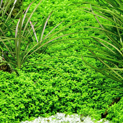 Micranthemum callitrichoides 'Cuba' - AquascapingForLife
