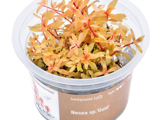 Nesea sp. 'Gold' Goldene Nesaea