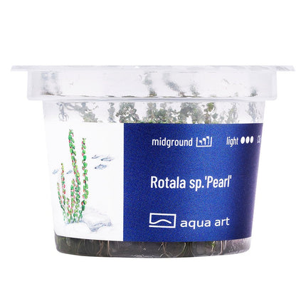 Rotala sp.'Pearl' In Vitro Pflanze Rarität Aqua Art